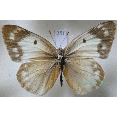 Colias erate (Esper, 1805) female Szlaczkoń erate Czech25f